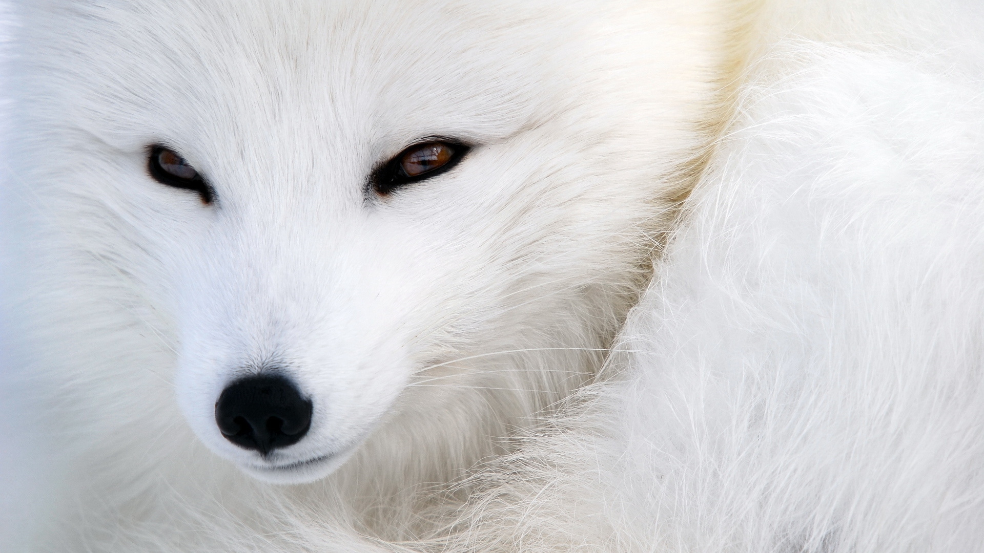 Arctic Fox Animal Wallpaper Desktop Car Pictures