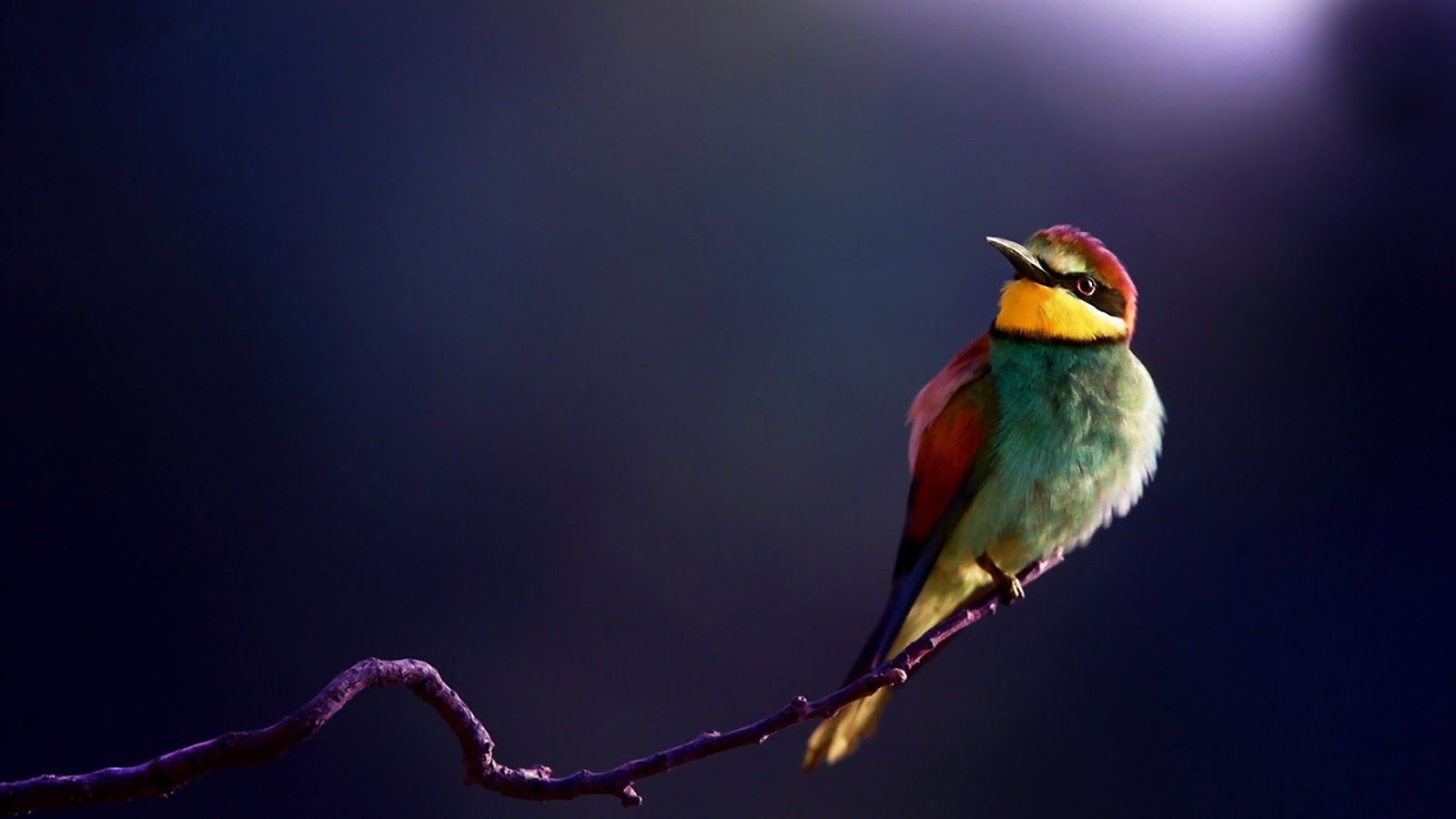 HD Birds Wallpaper 1080p
