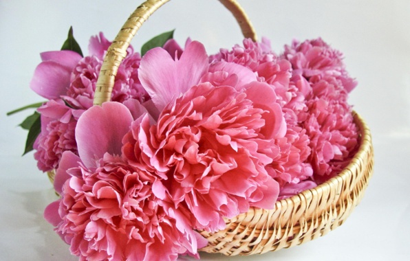Wallpaper Flowers Peonies Basket Bouquet