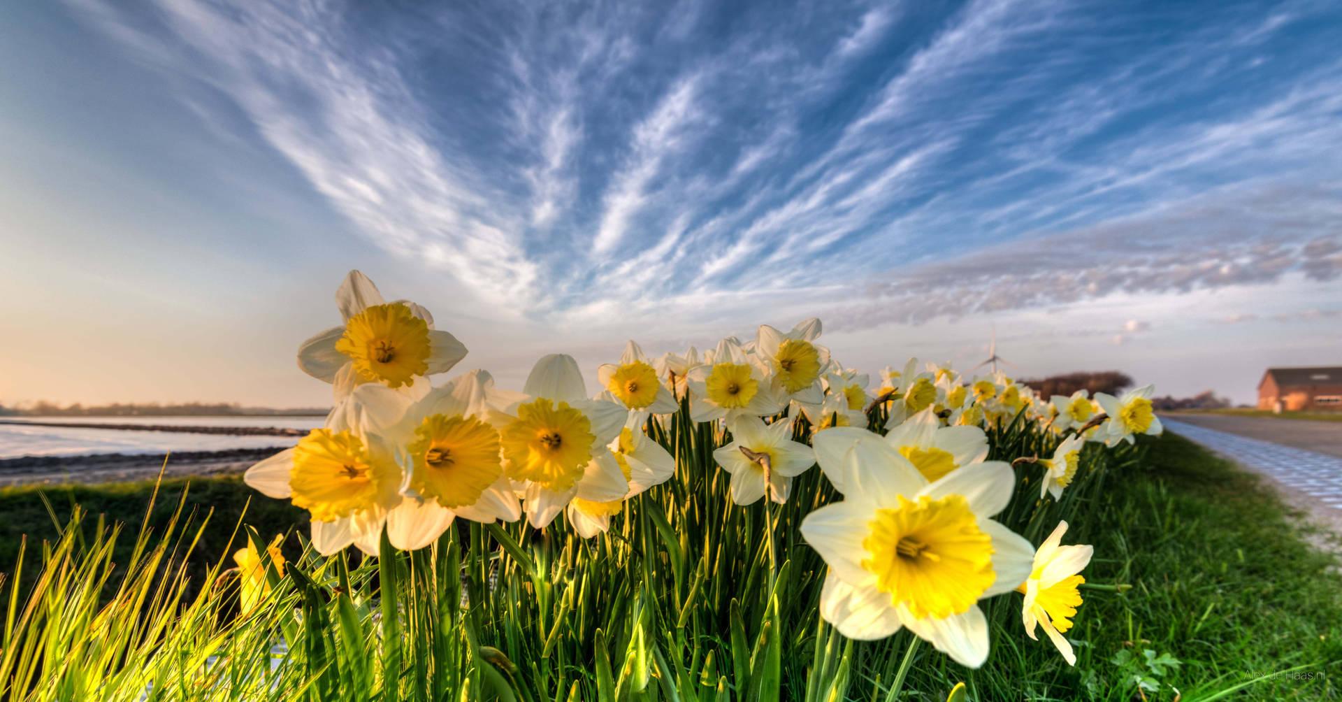 Download Narcissus Flowers Near River Wallpaper