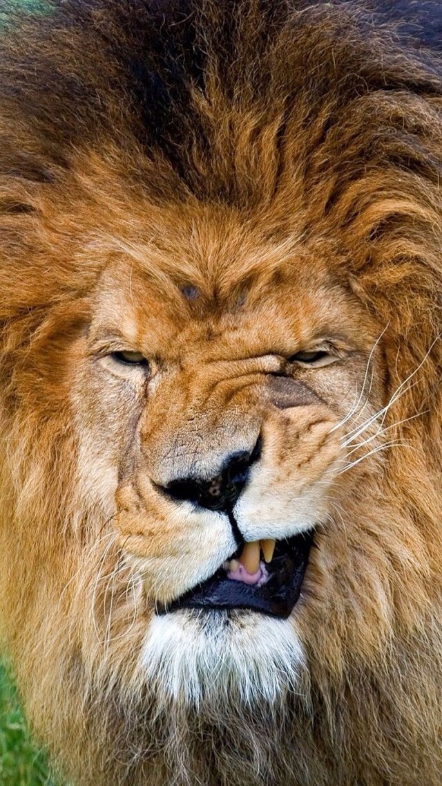 Lion Grin iPhone Wallpaper For