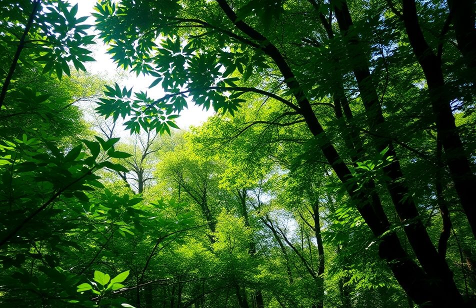 Green Forest Wallpaper Hd