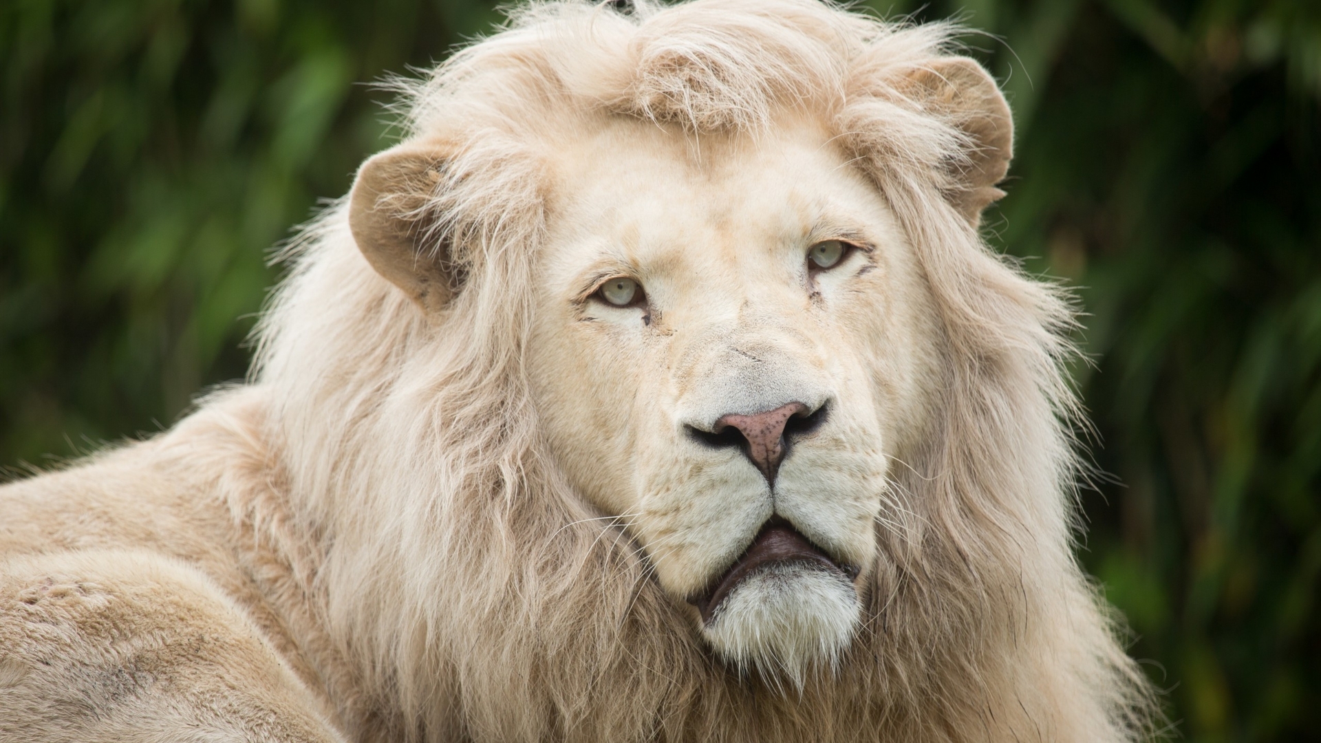 Pics Photos Male White Lion Widescreen Background
