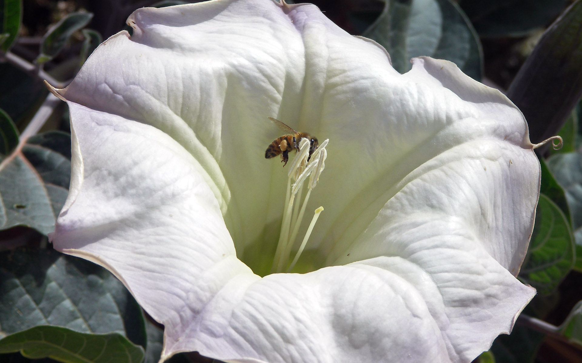 White Flower Wallpaper And Image