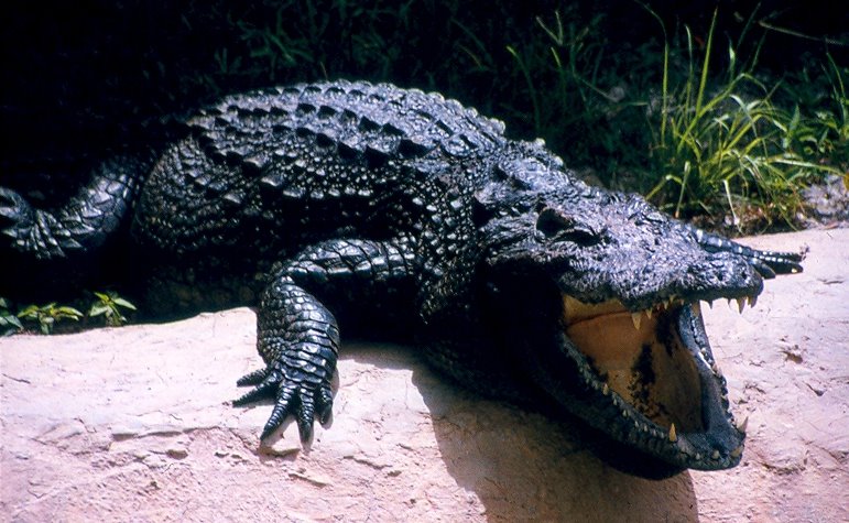 Alligator Crocodile Alligator Crocodile wallpaper Alligator 771x475