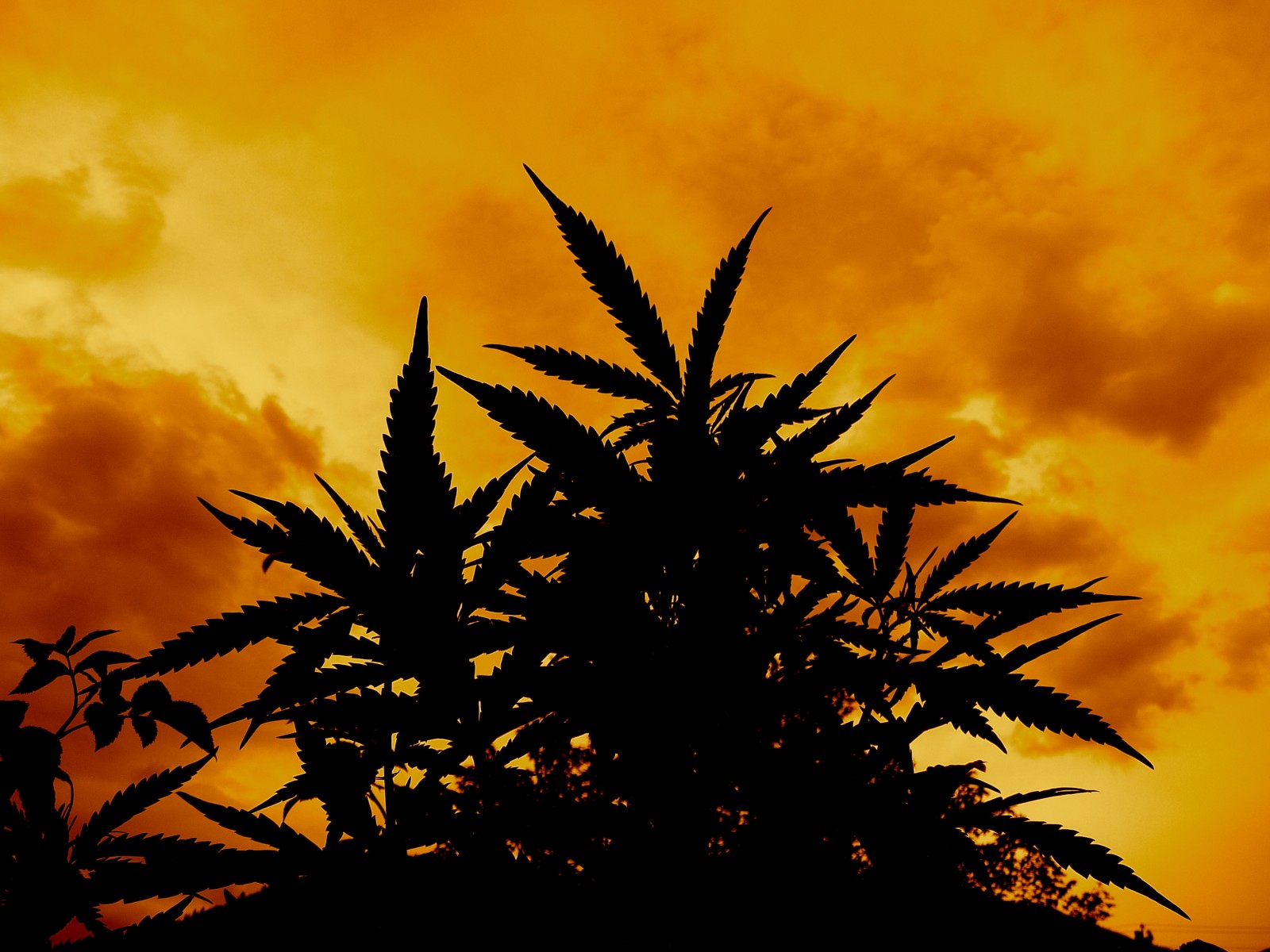 Marijuana Weed Ganja Te Wallpaper Background