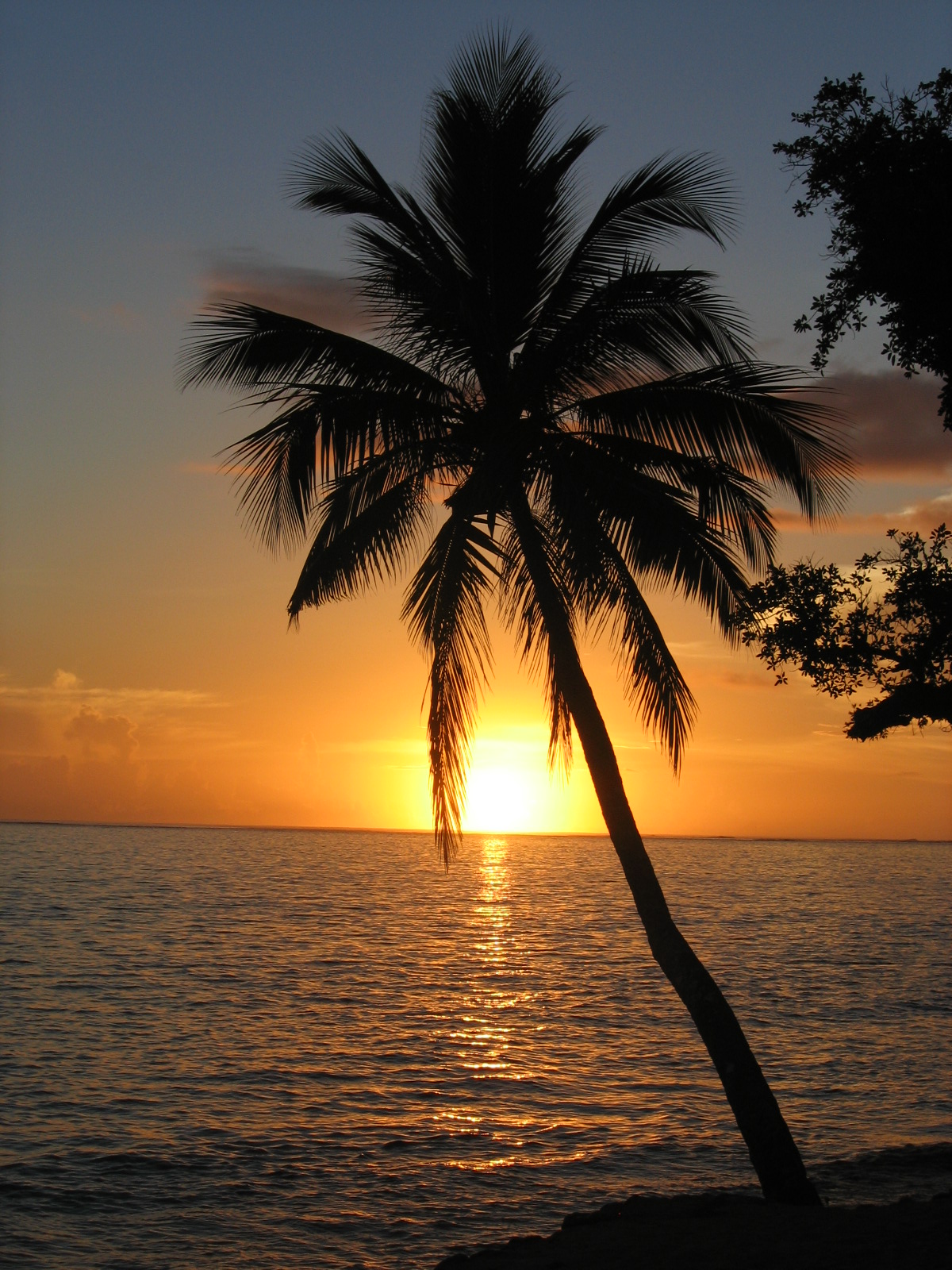  Sunset with coconut palm tree Fijijpg