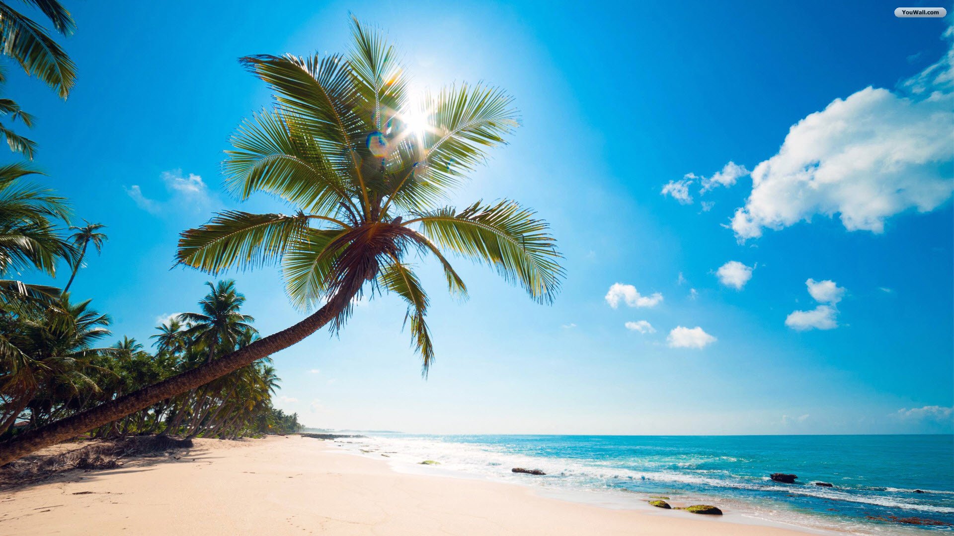 Sunny Tropical Beach Wallpaper