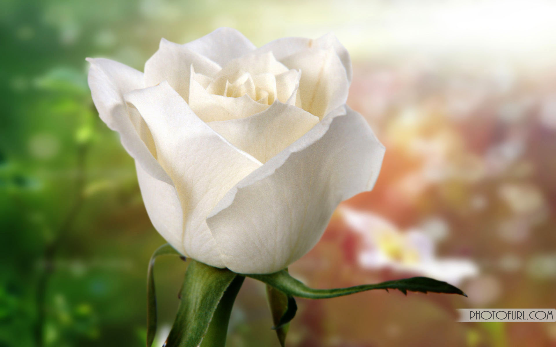 Beautiful White Rose Flowers Wallpaper