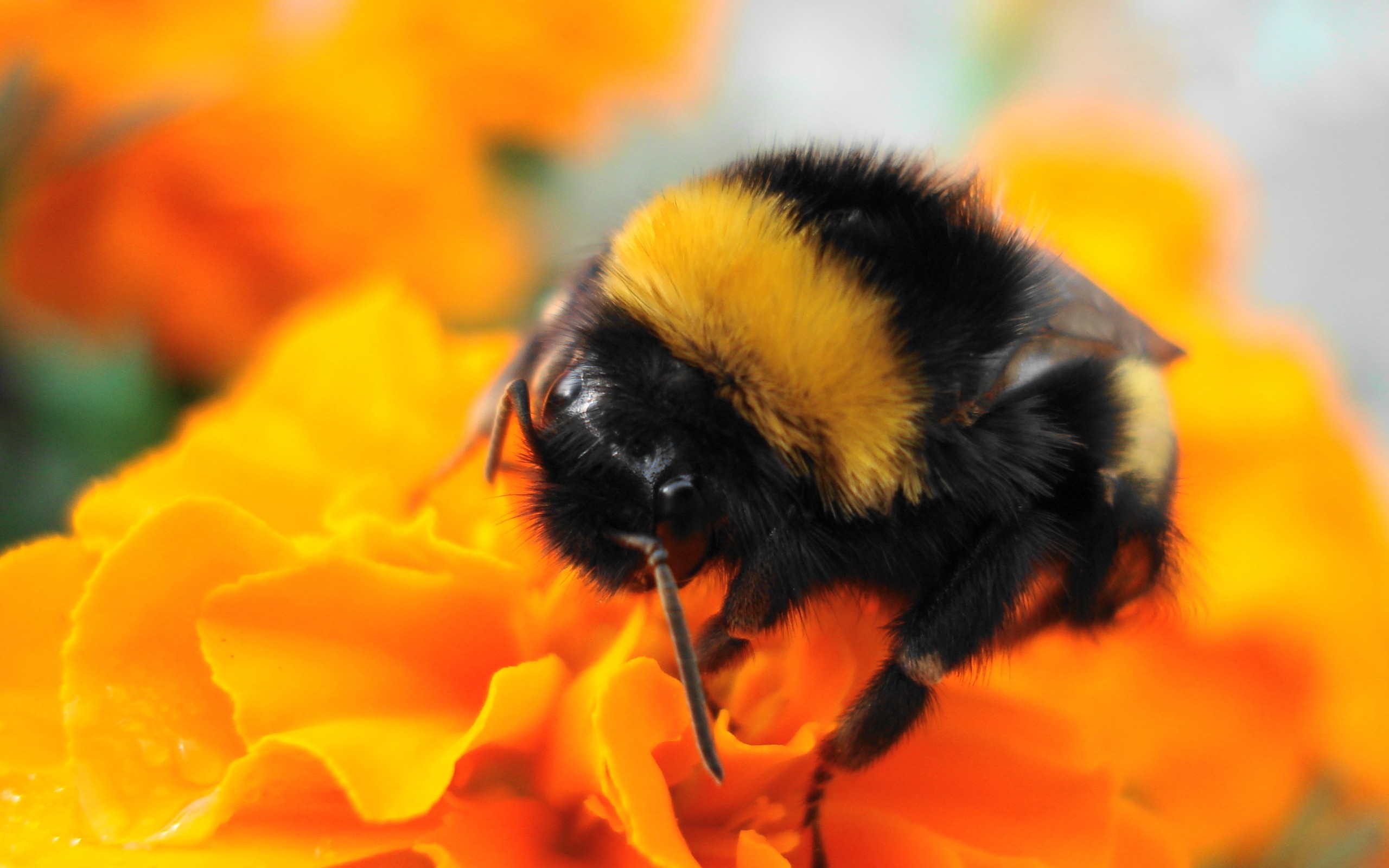 Bumble Bee Google Skins Harvesting Background