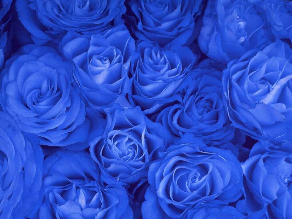 Rose Wallpaper Blue HD