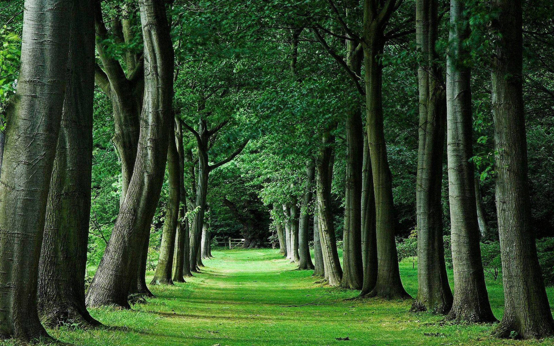 Green Tree Wallpaper