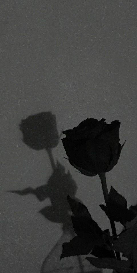 Top Black Rose iPhone Wallpaper Full HD 4k To Use