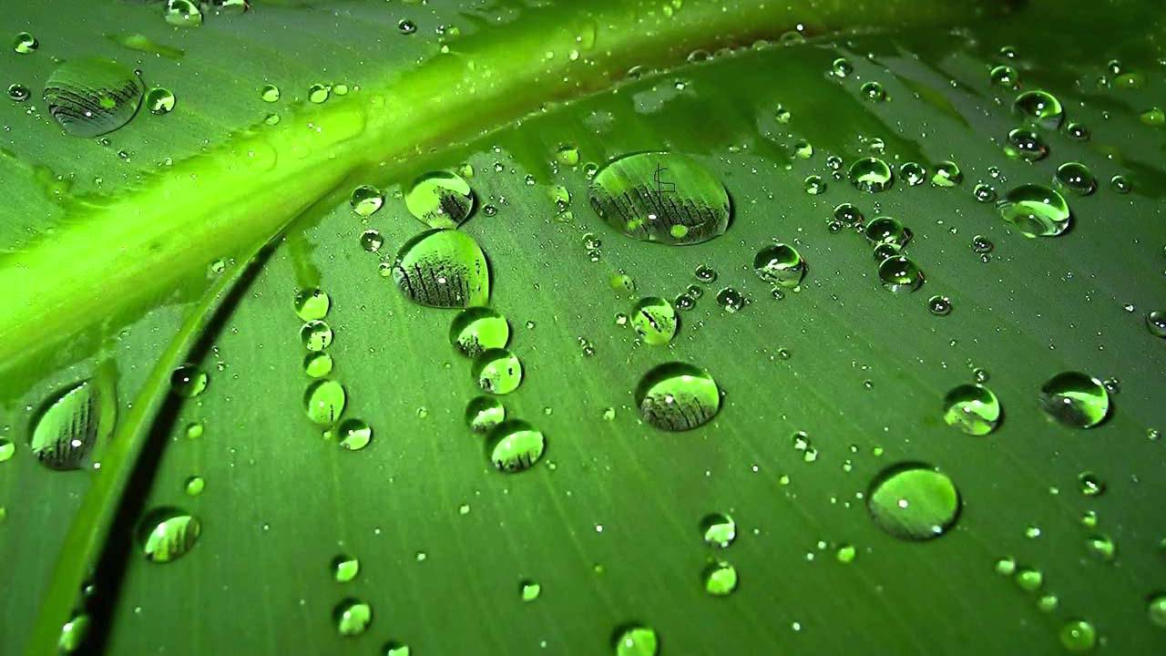 Mindfulness Bamboo Wallpaper High Quality Resolution