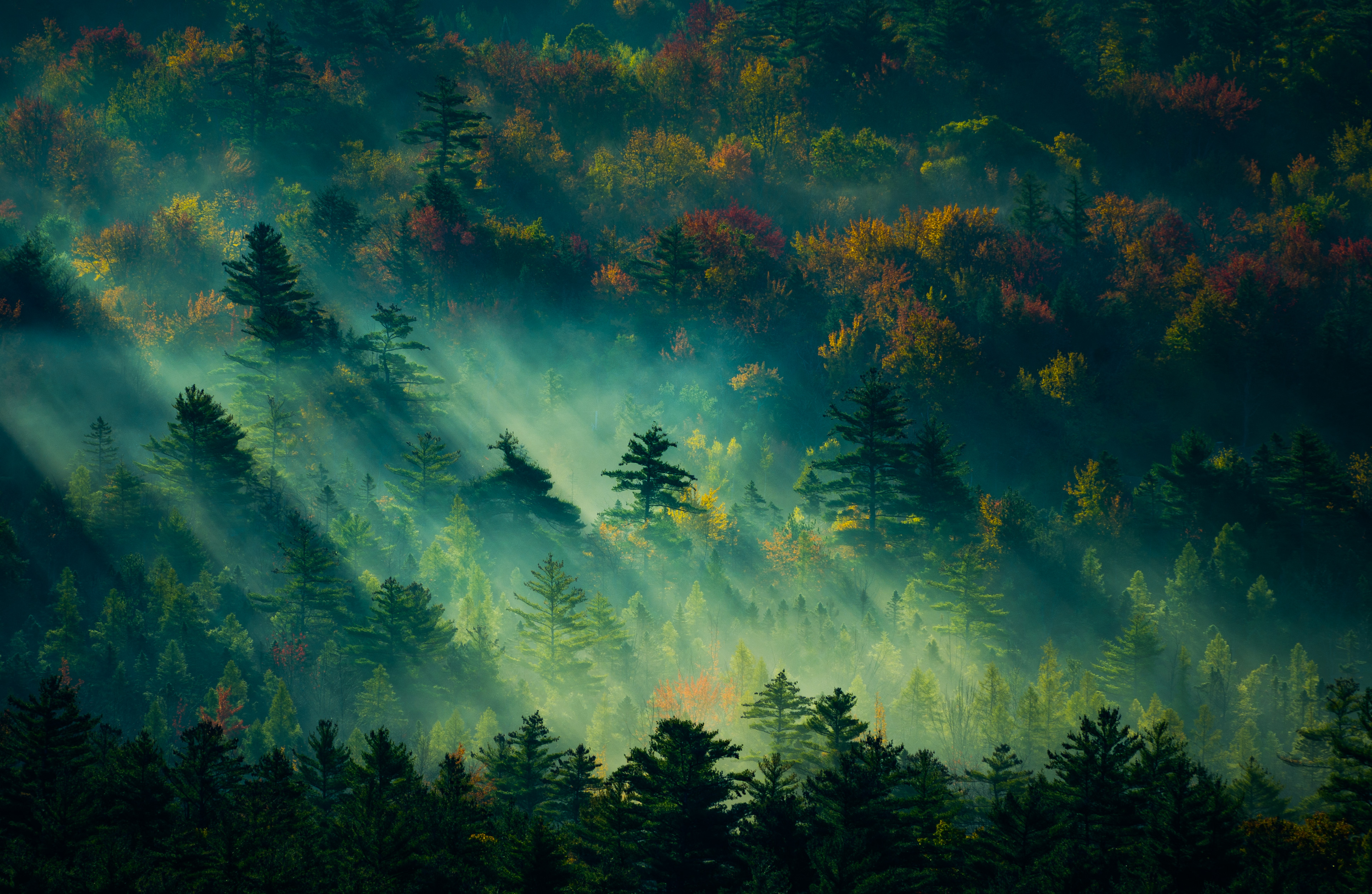 Morning Sunlight In Foggy Forest Wallpaper