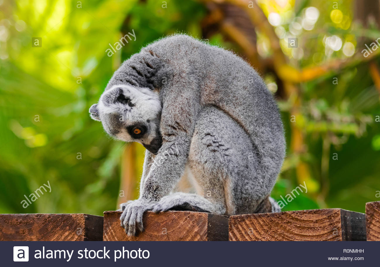 Ring Tailed Lemur Catta Sitting On Wooden Surface And