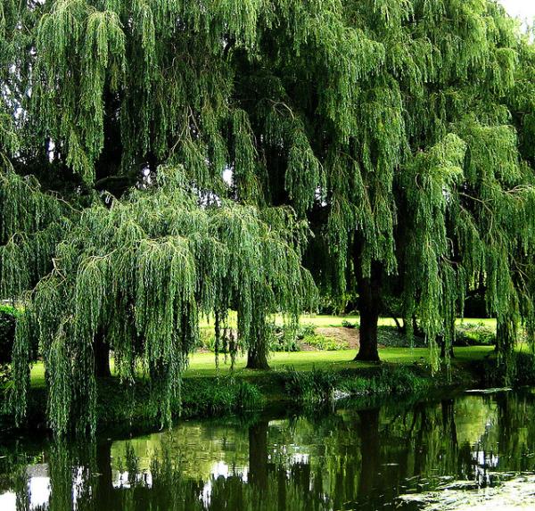 Willow Tree Background Pictures Of Trees To Make You Love Nature