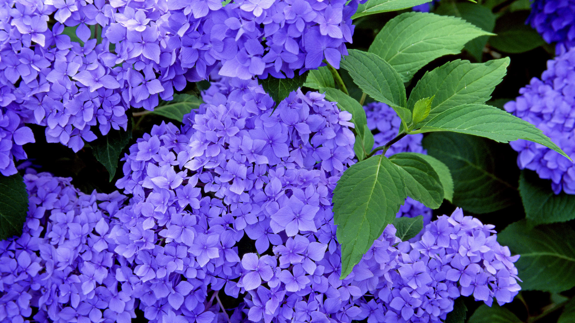 New Hydrangea Wallpaper