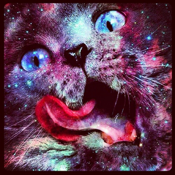 trippy cat wallpaper tumblr