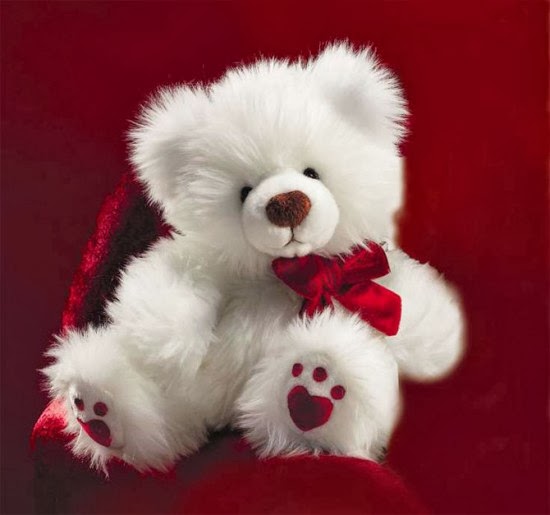 Cute White Teddy Bear Red Background Jpg