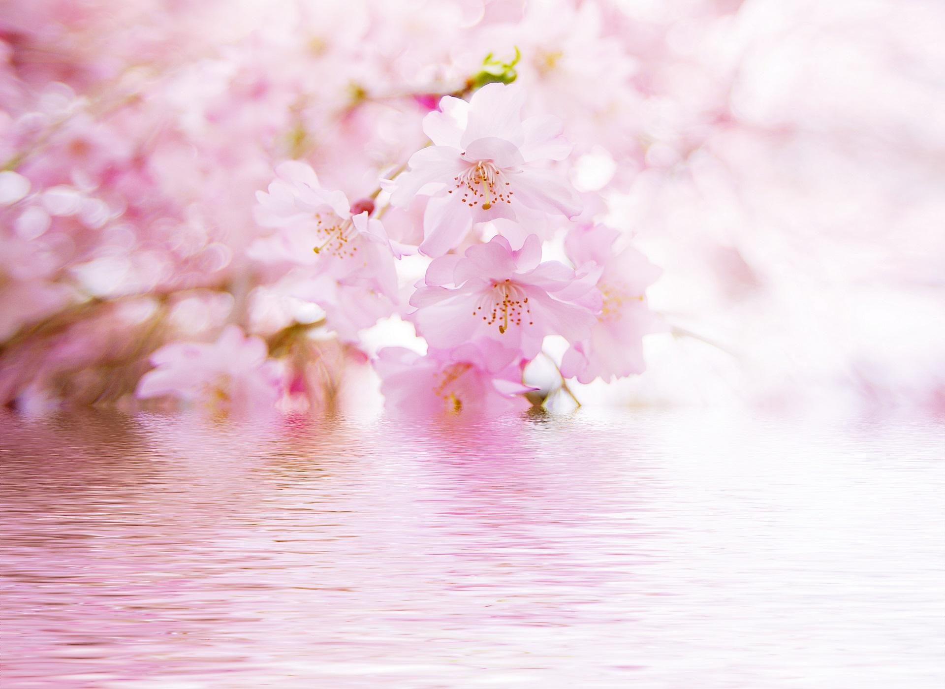 Pink Blossom Tree High Quality And Resolution Wallpaper