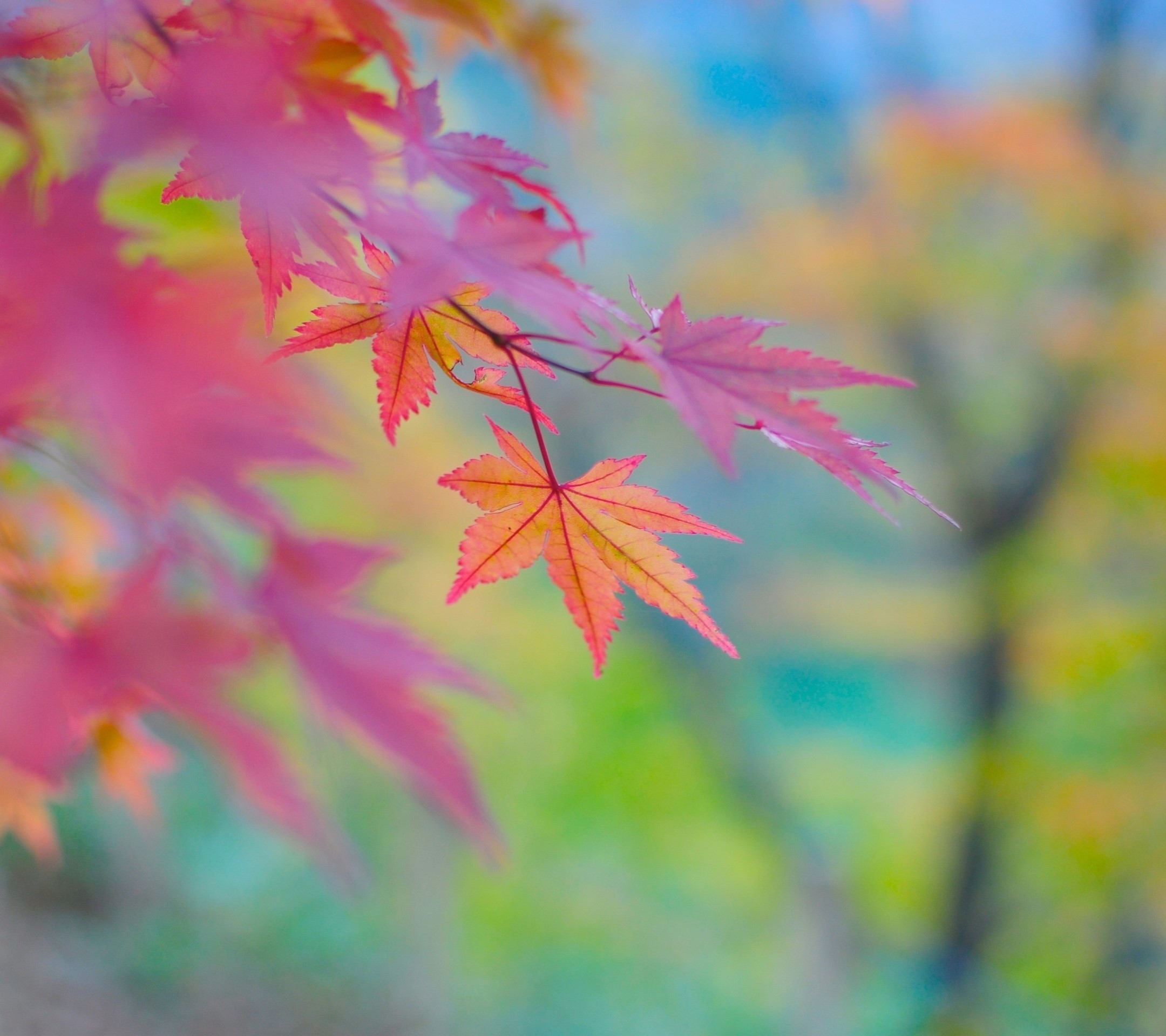 Early Fall Desktop Wallpaper