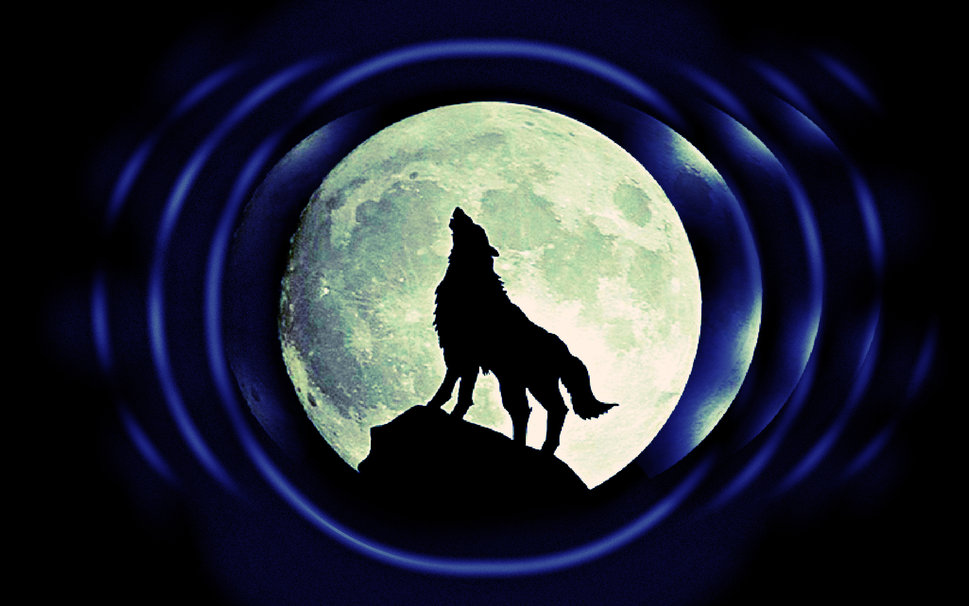 Wolf Howling at The Moon wallpaper   ForWallpapercom