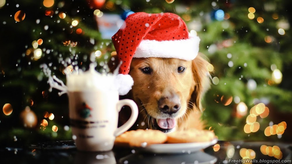 Beautiful Christmas Dog Wallpaper Free HD Wallpapers