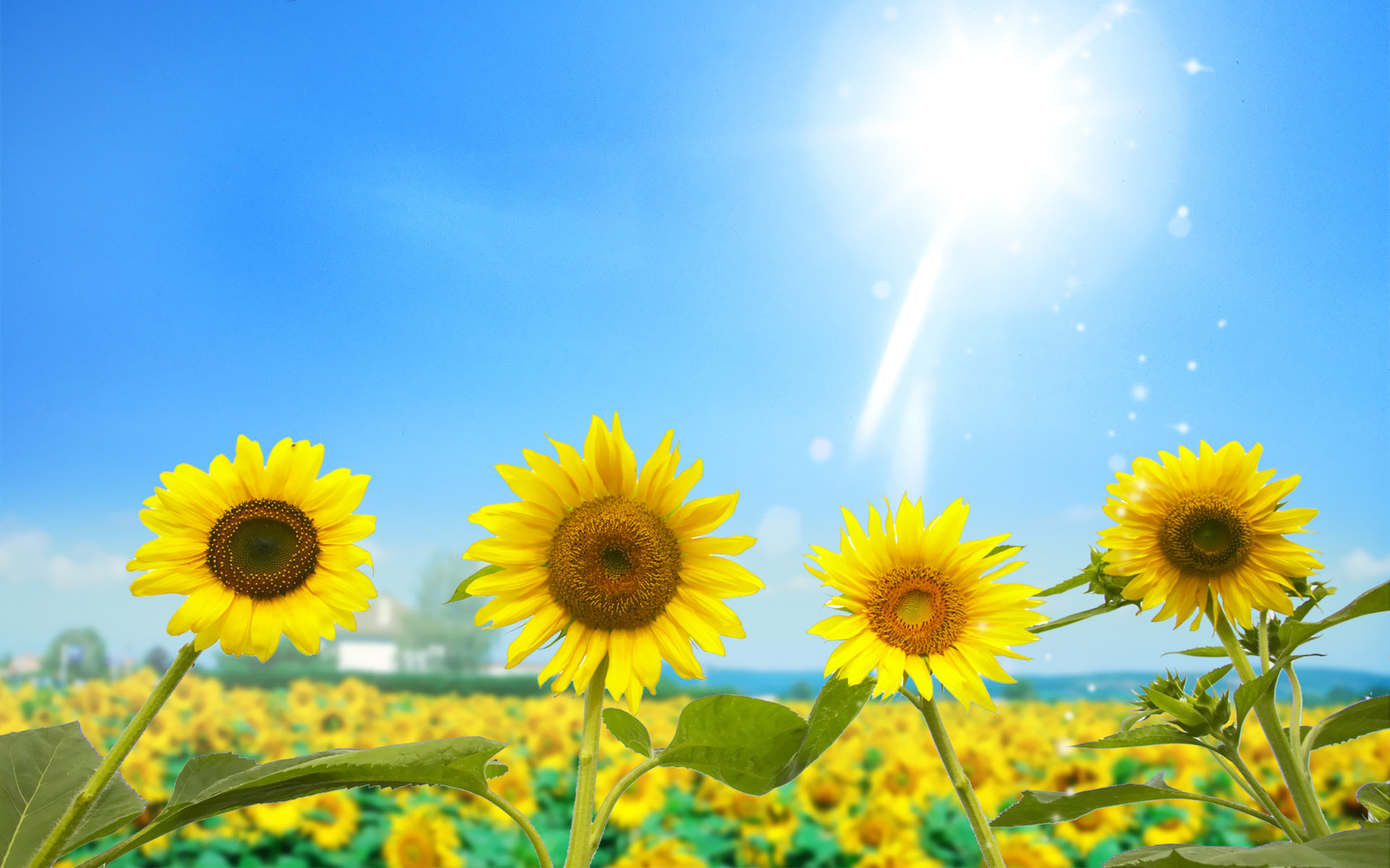 free-download-sunflowers-wallpaper-2241-1680x1050-for-your-desktop