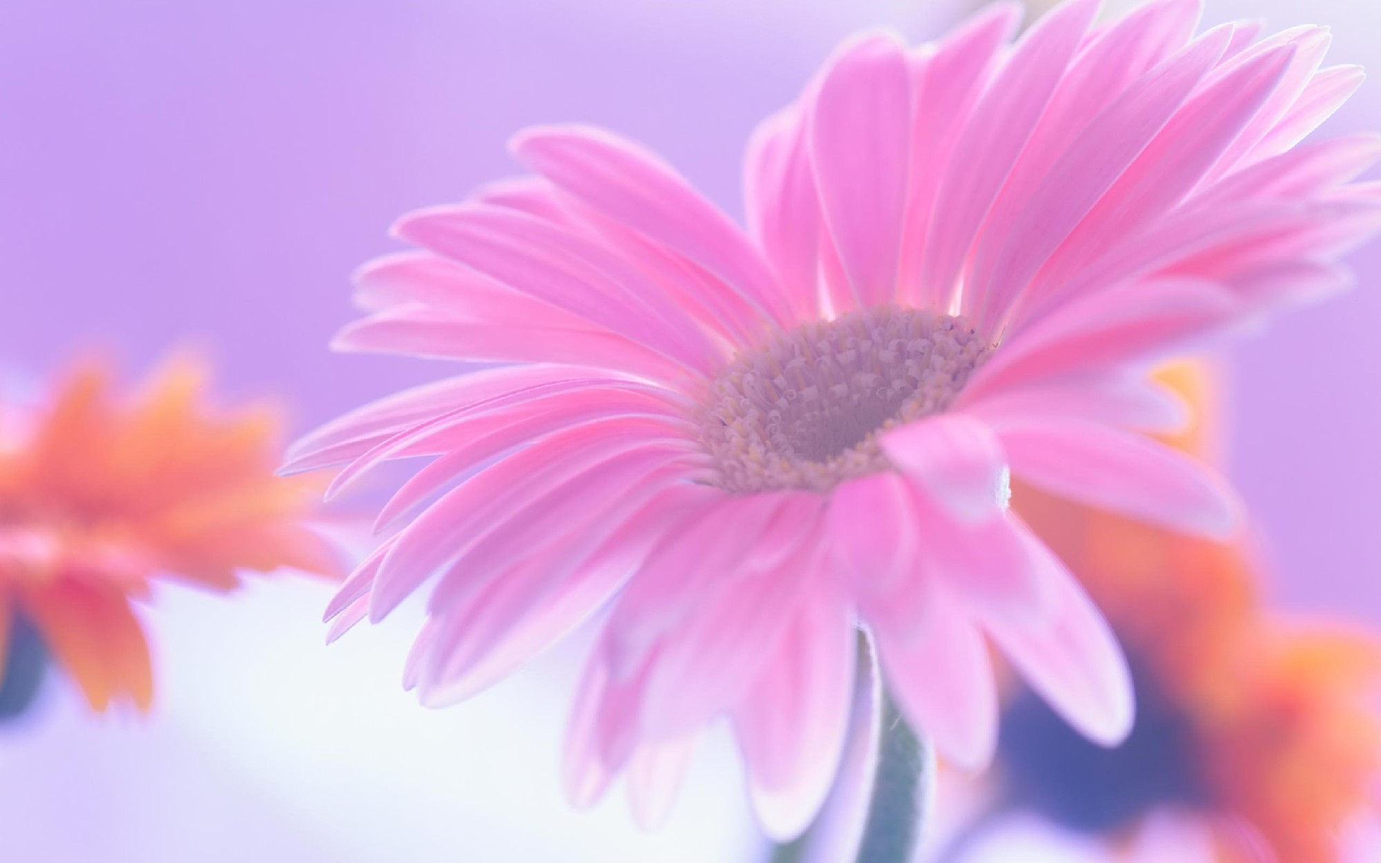pink daisy Wallpaper Background 21967