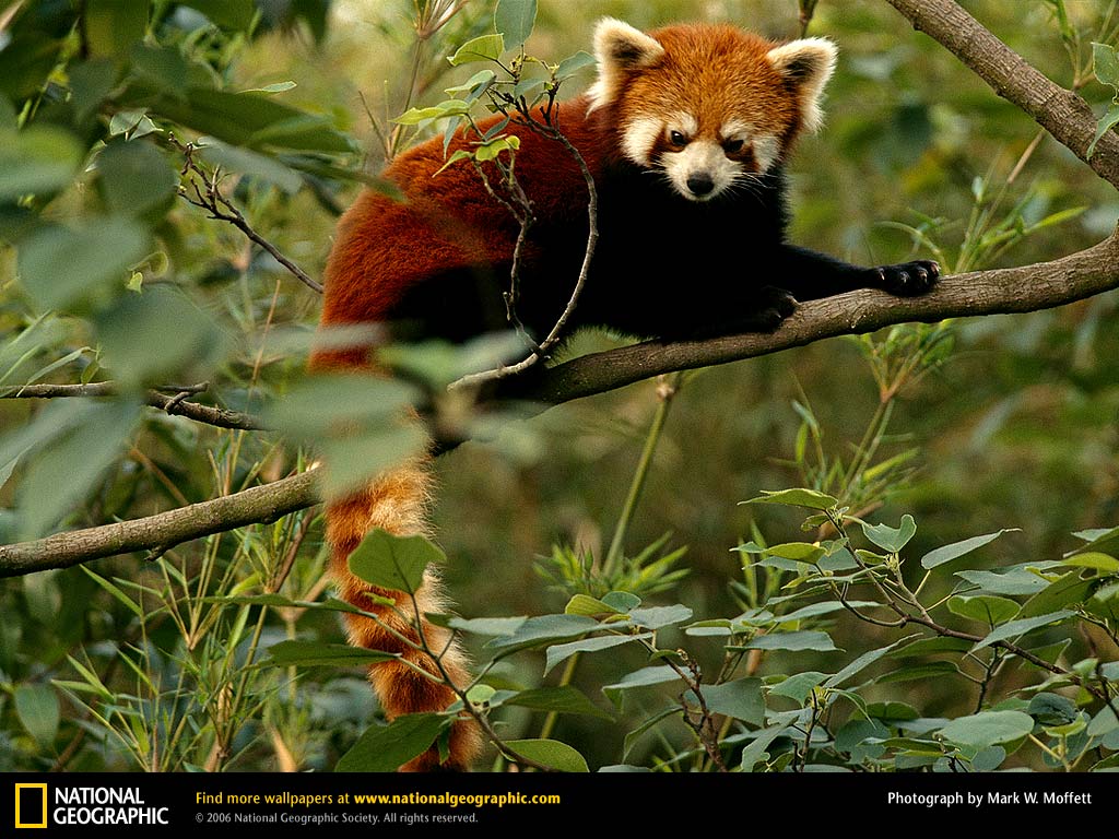 Red Panda Picture Desktop Wallpaper