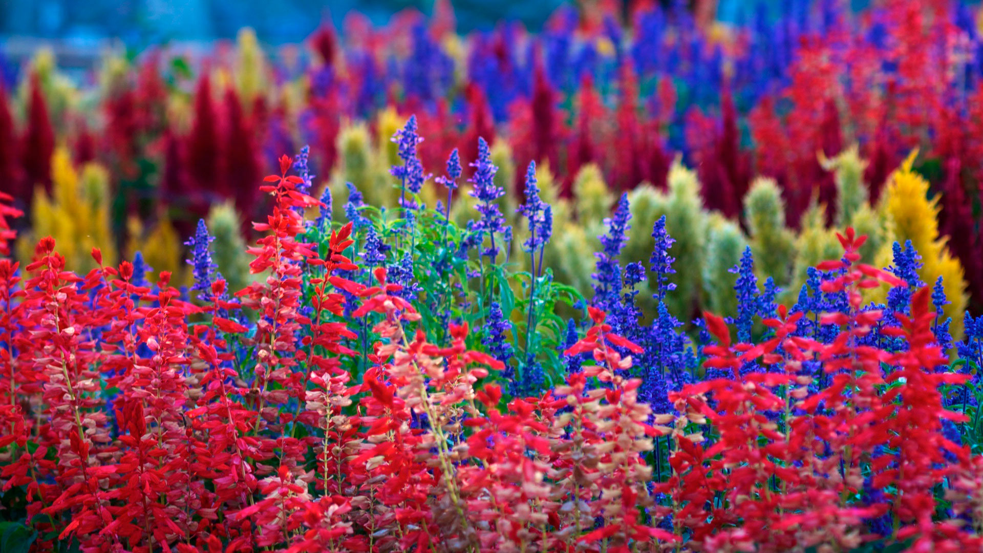Pics Photos Colorful Flowers Wallpaper