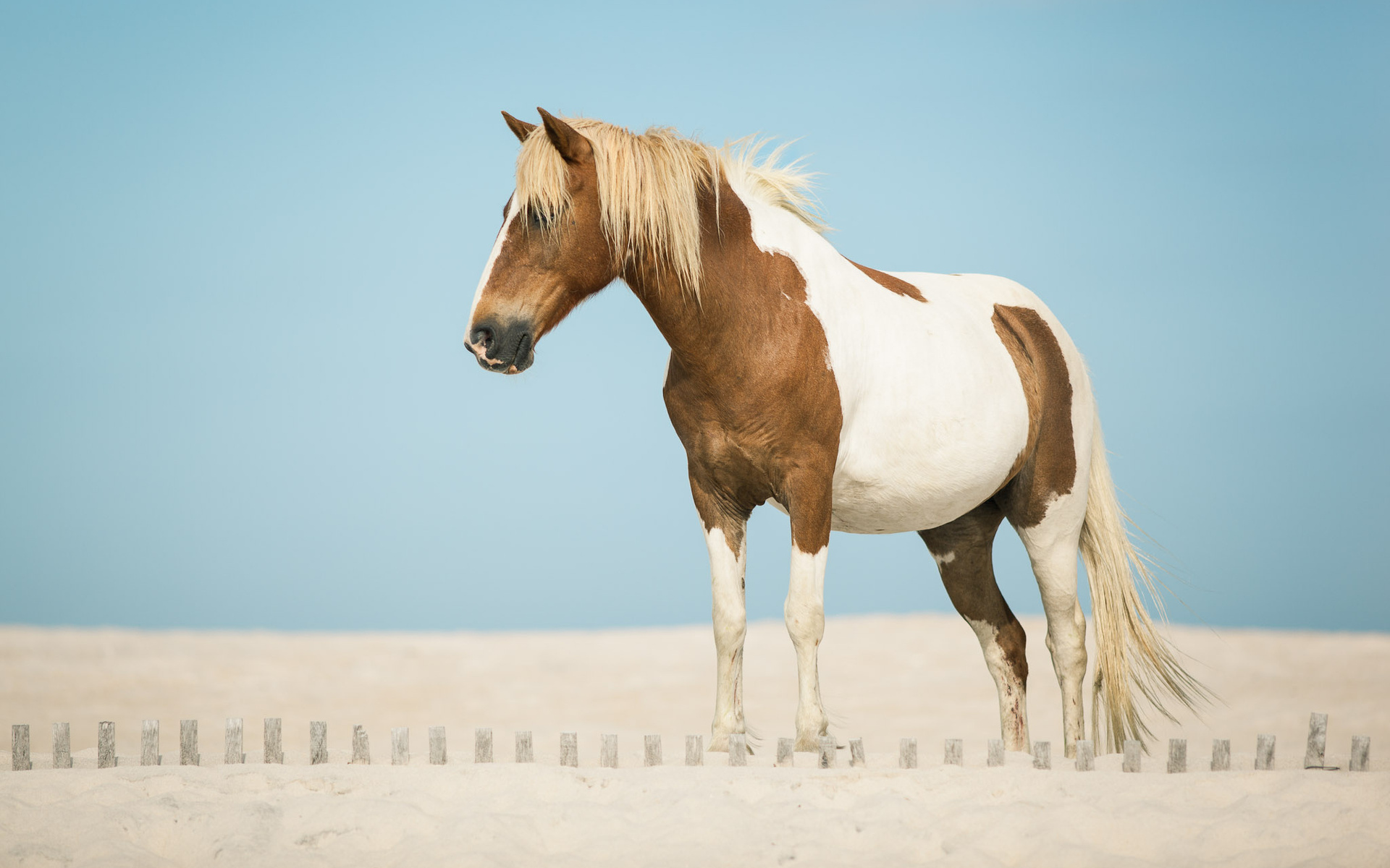 Horse HD Wallpaper Desktop Image