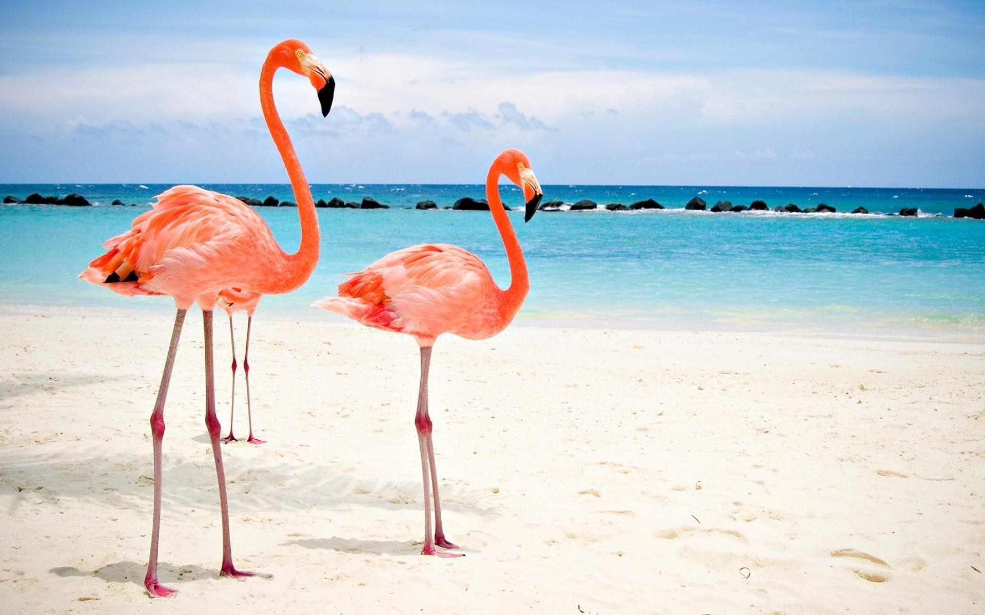 Flamingo Wallpaper For 1080p