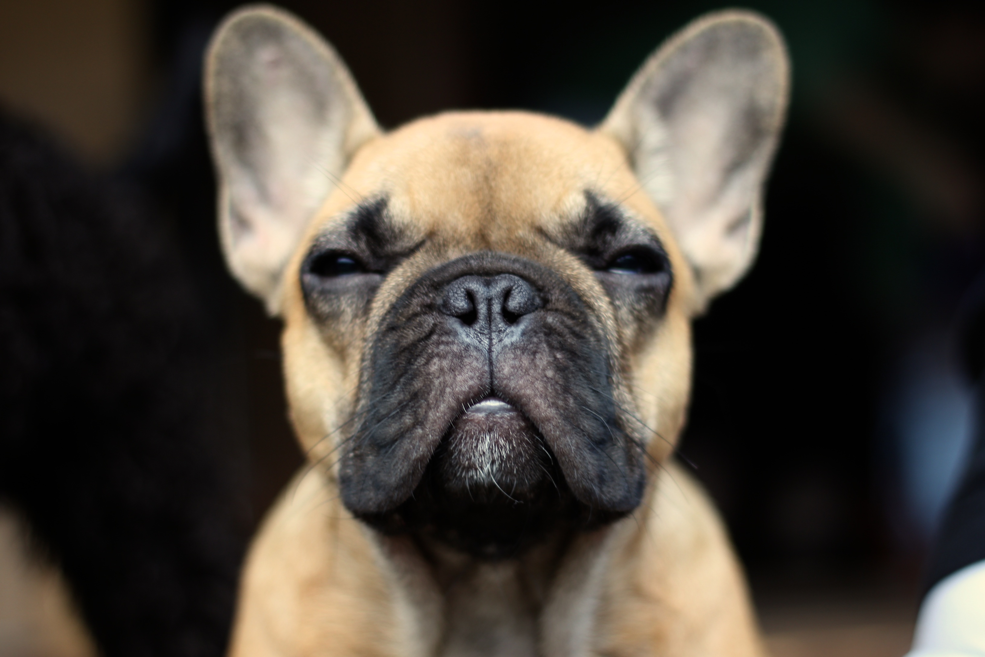Free download Pictures Of Frenchie Dogs Dog Breeds Picture [5184x3456] for your Desktop, Mobile