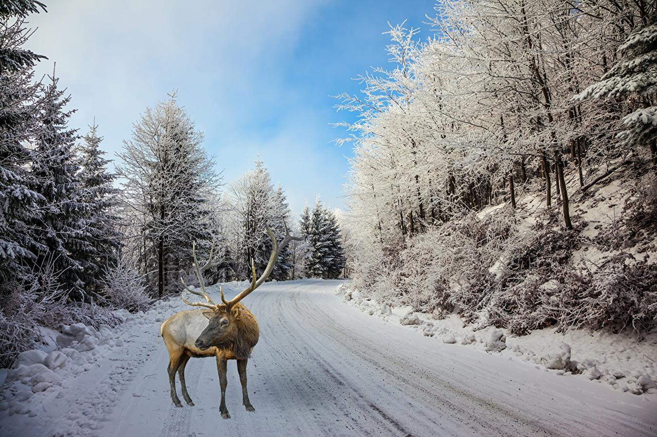 Wallpaper Deer Winter Snow Roads Trees Animals