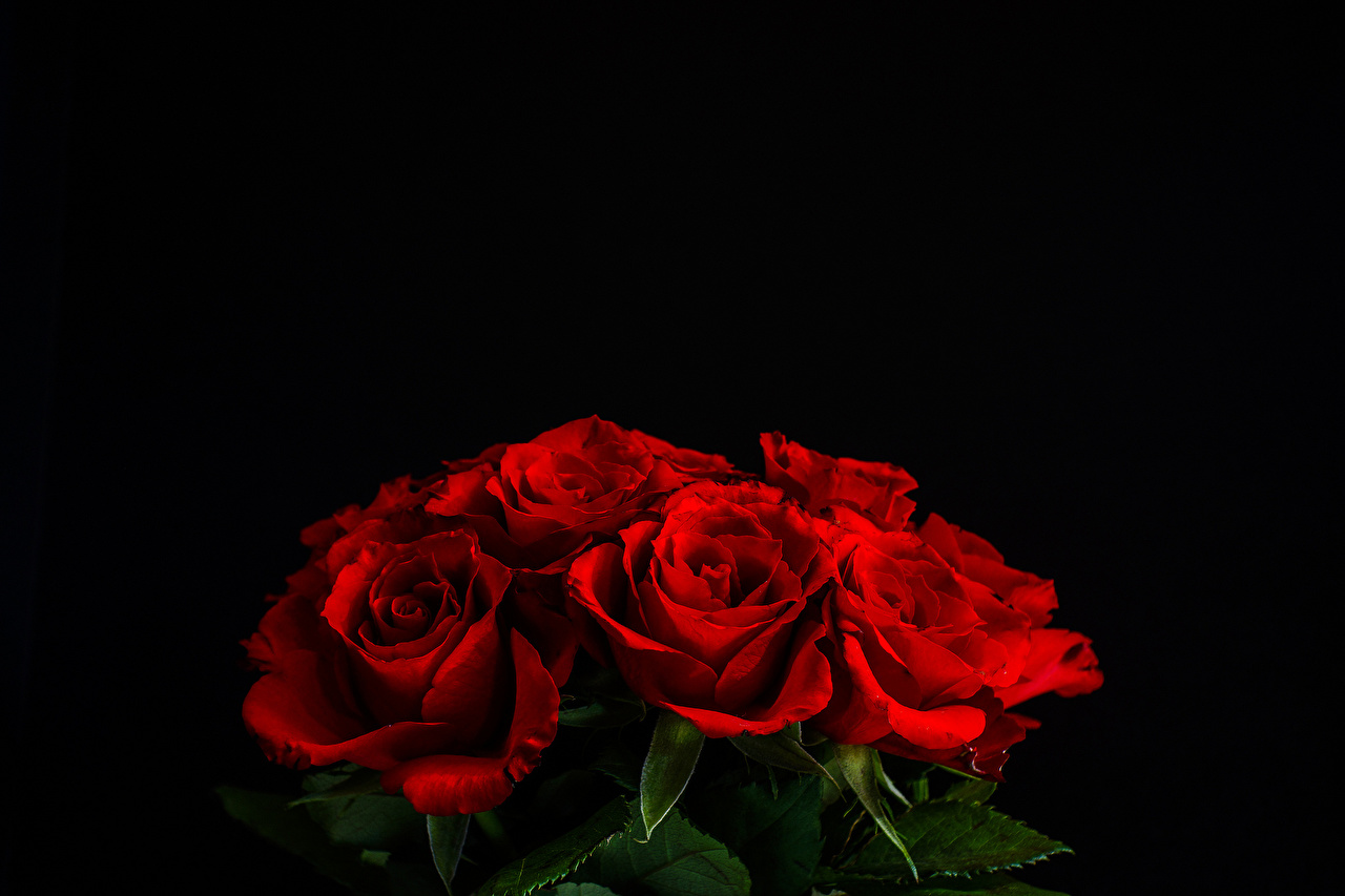 Image Red Roses Flowers Black Background