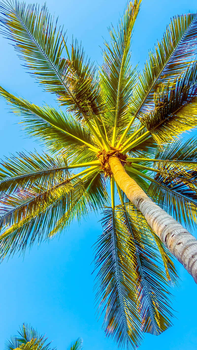 California Summer Wallpaper