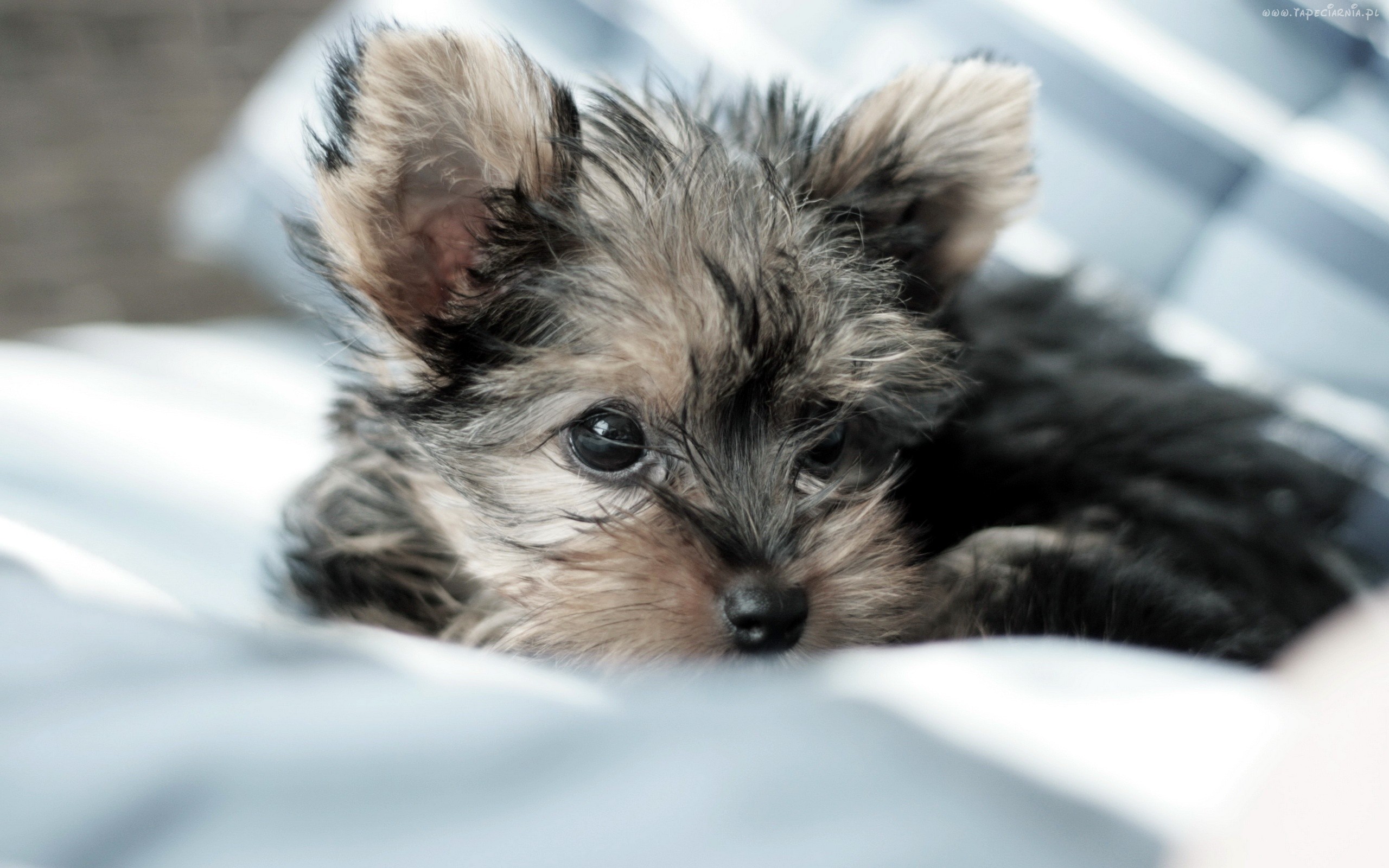 Yorkie Puppies Wallpaper High Definition Quality Widescreen