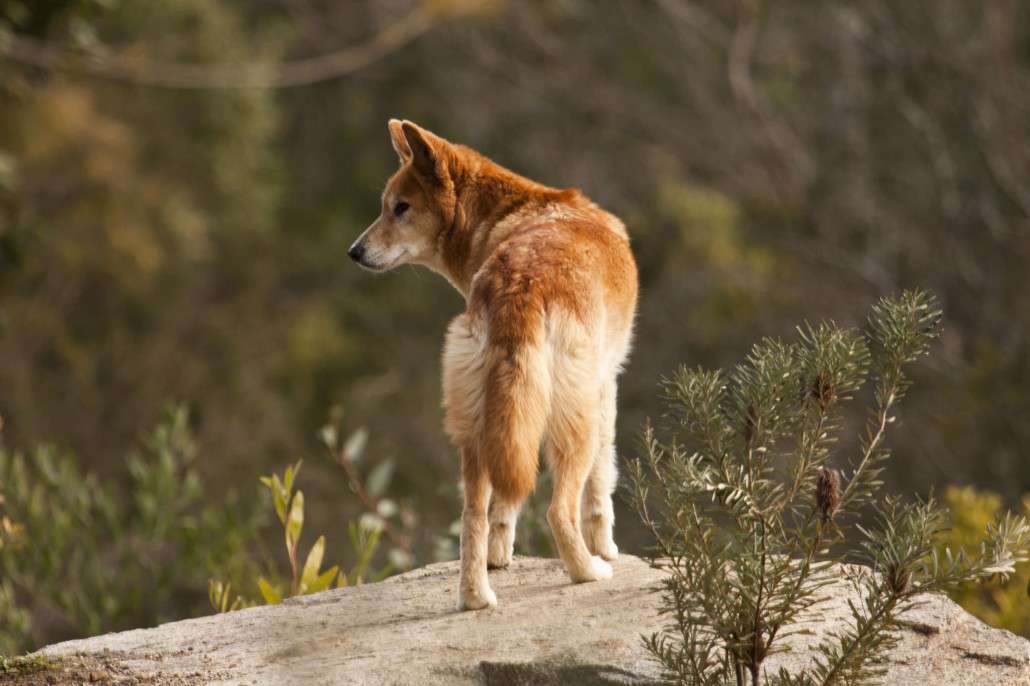 Dingo Australian Animals Pictures