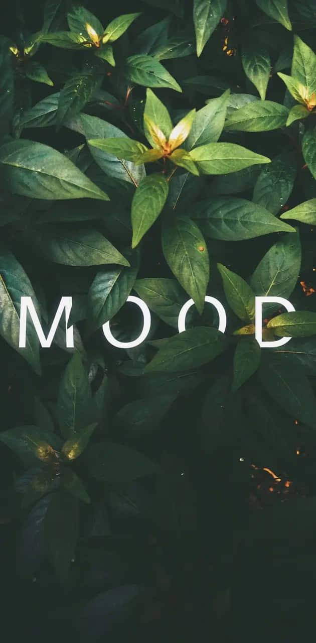 Moody Aesthetic Wallpaper