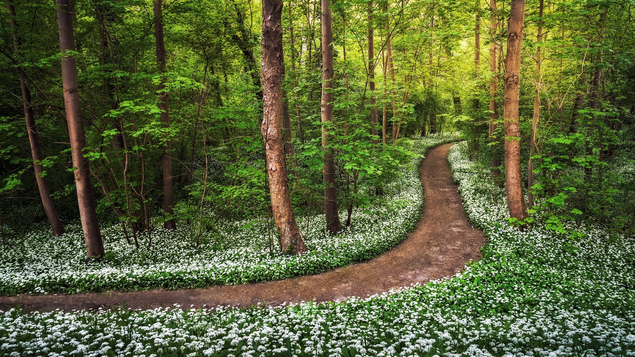Nature Trail Forests Mobile Trees HD Flower Image Background