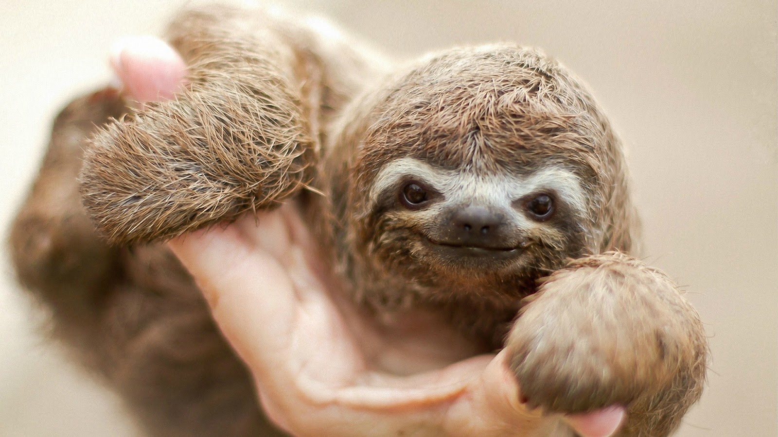 Twisted S Wallpaper A Smiling Baby Sloth