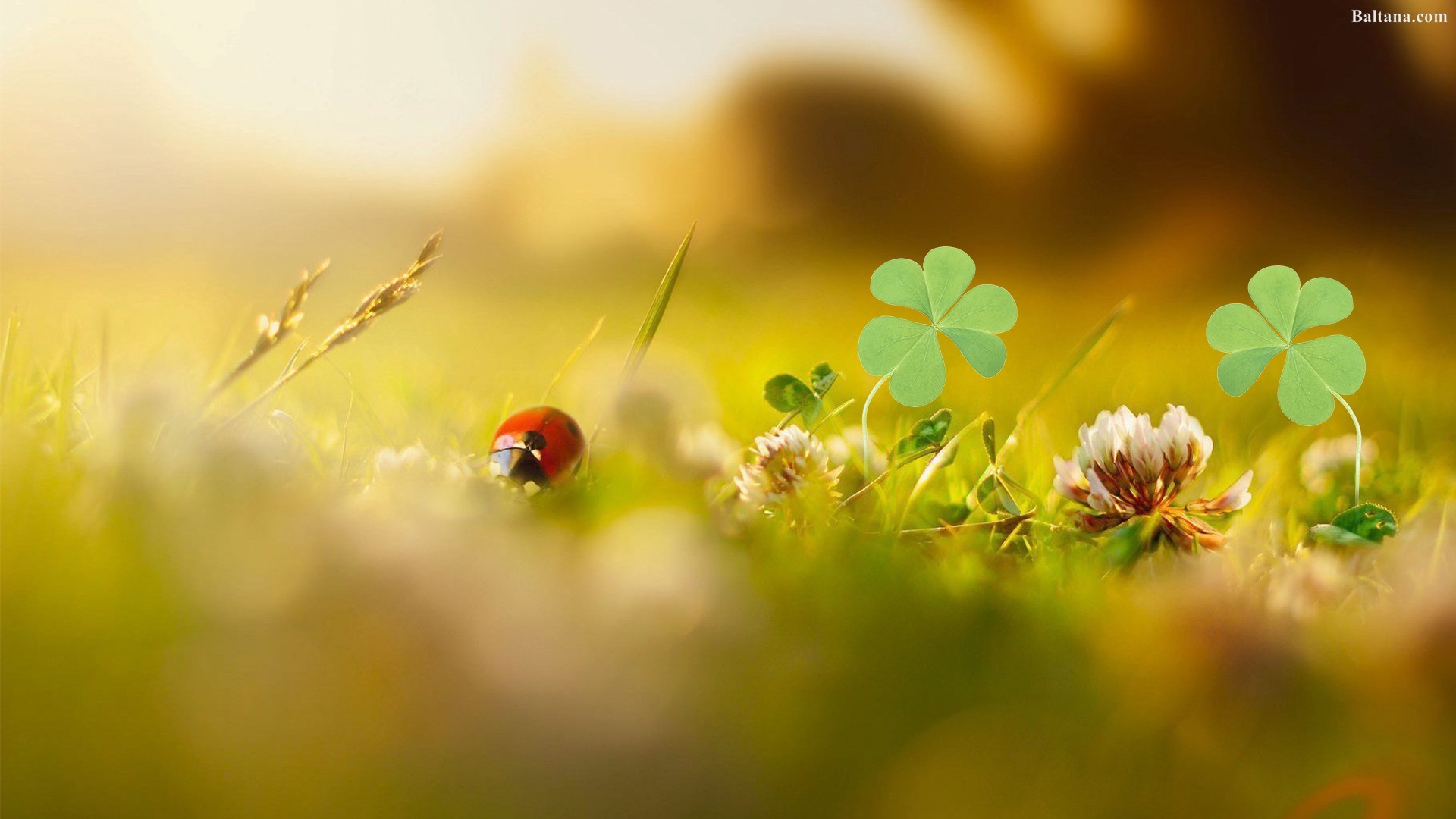 Shamrock Wallpaper Desktop