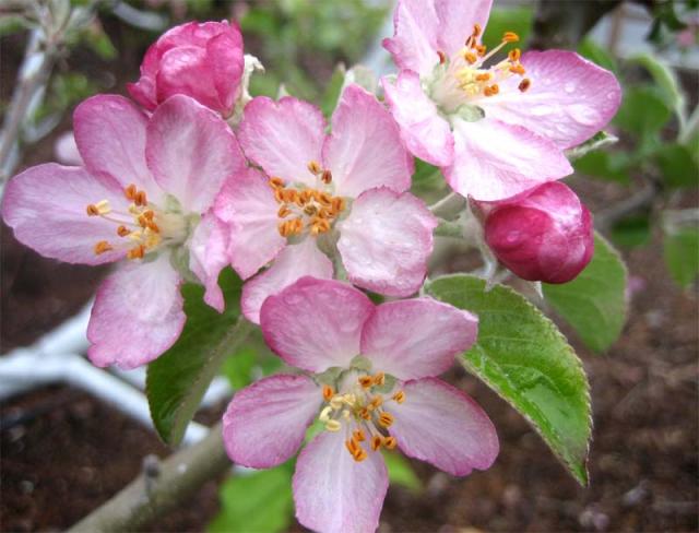 Apple Blossom Wallpaper Bonzy