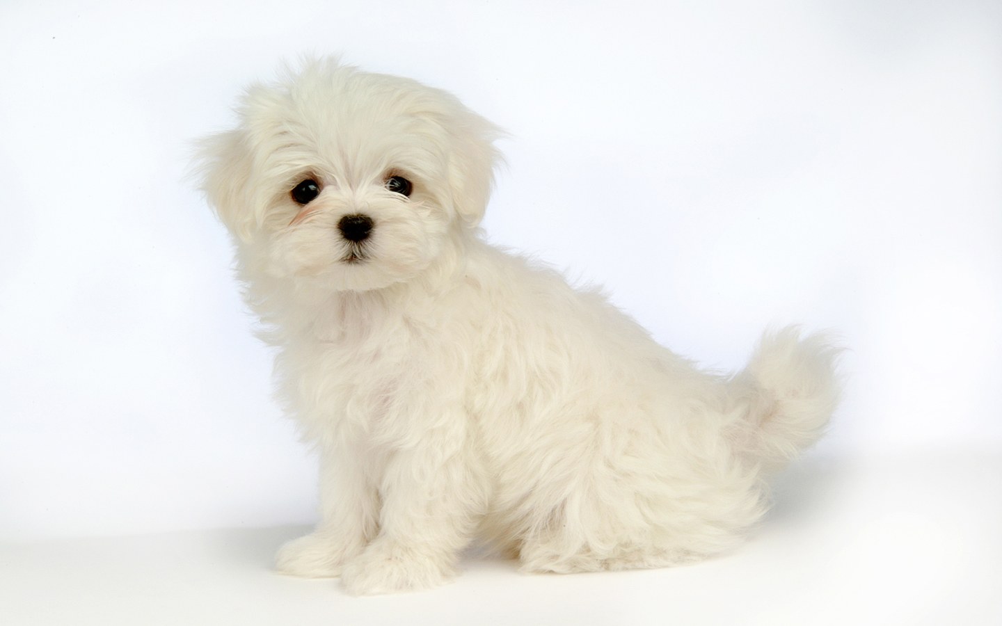 Fluffy Maltese Puppy Dogs White Puppies
