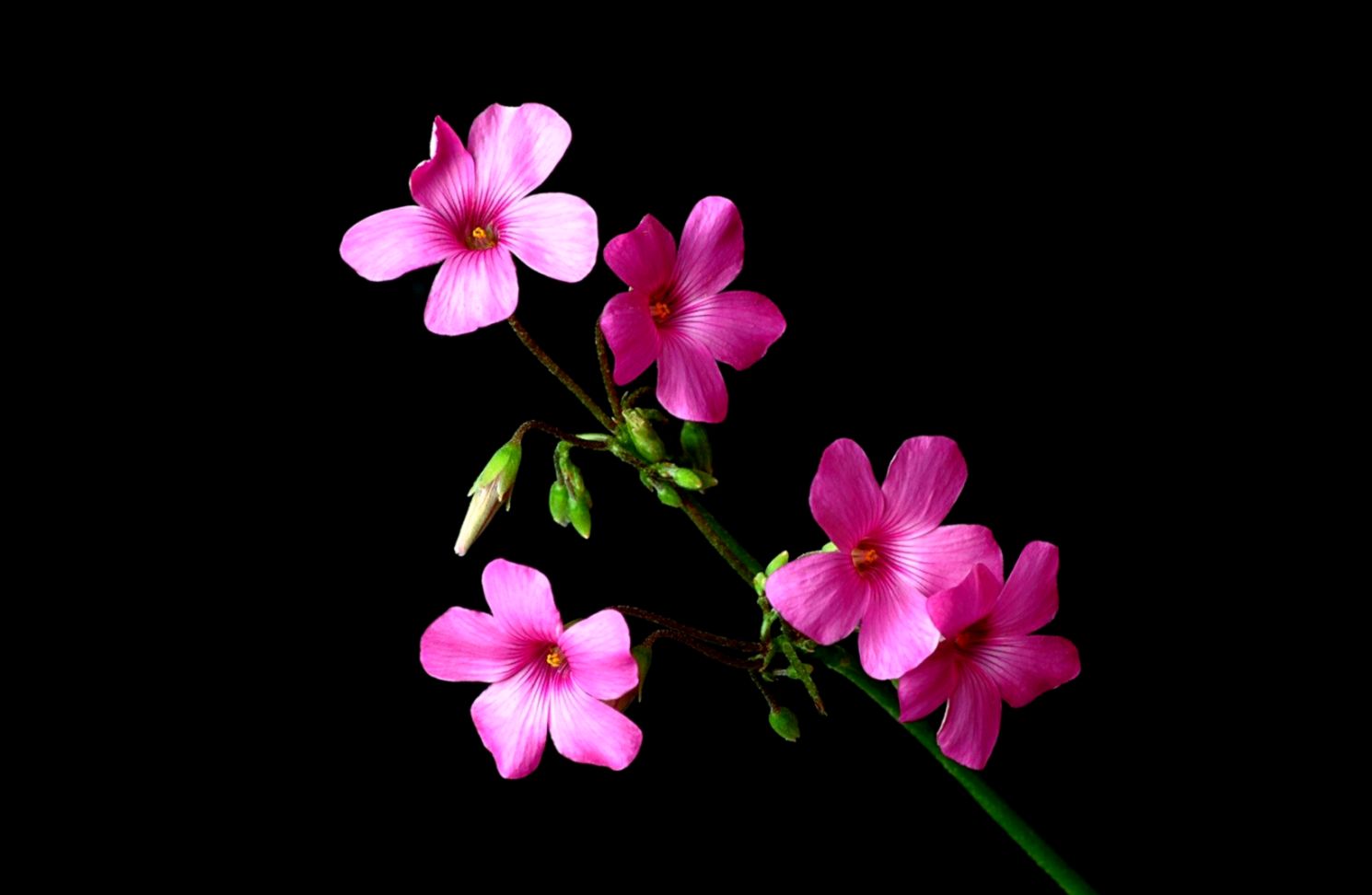 black with pink flowers wallpaper