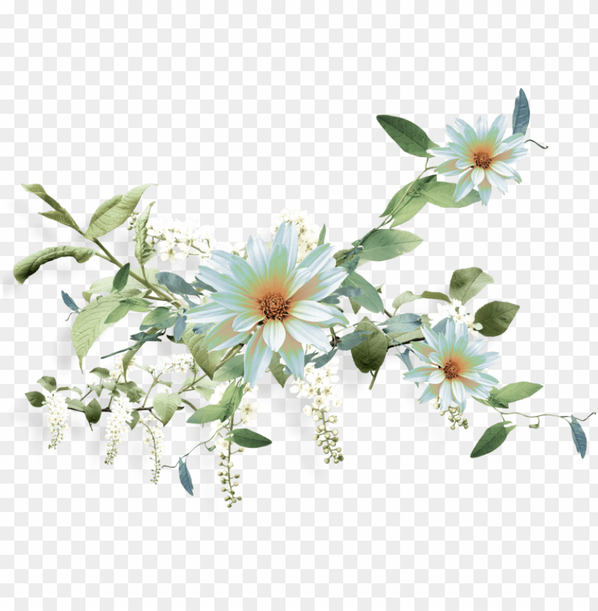 Nurcan C Ceo Lu Emeksensin Small White Aster Png Image