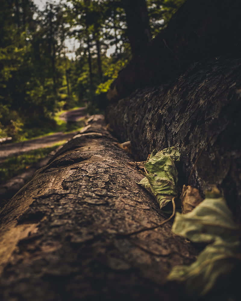Green And Brown Wallpaper