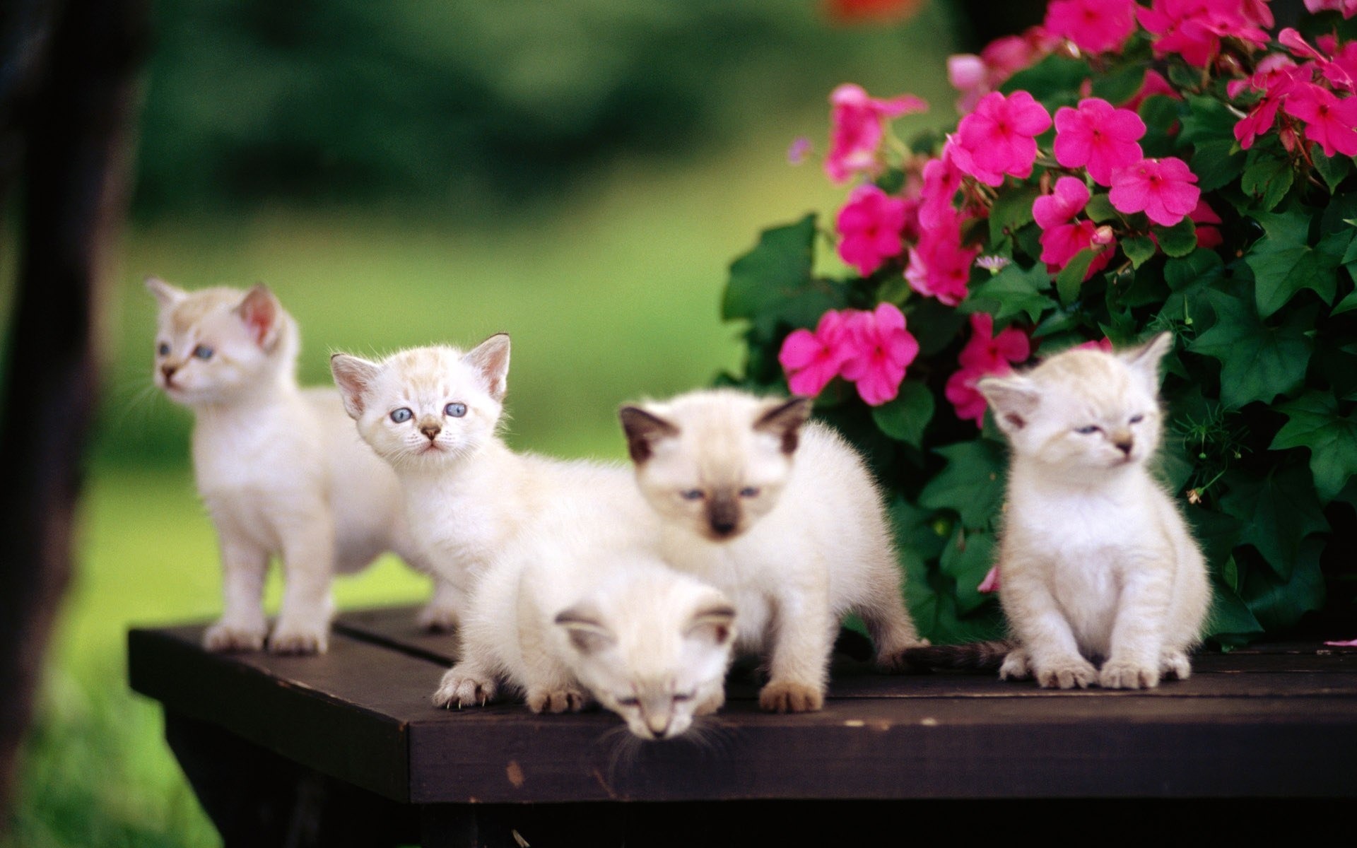 Five Siamese Kittens Wallpaper And Image Pictures